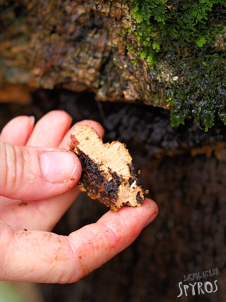 Cork oak from Los Alcornocales