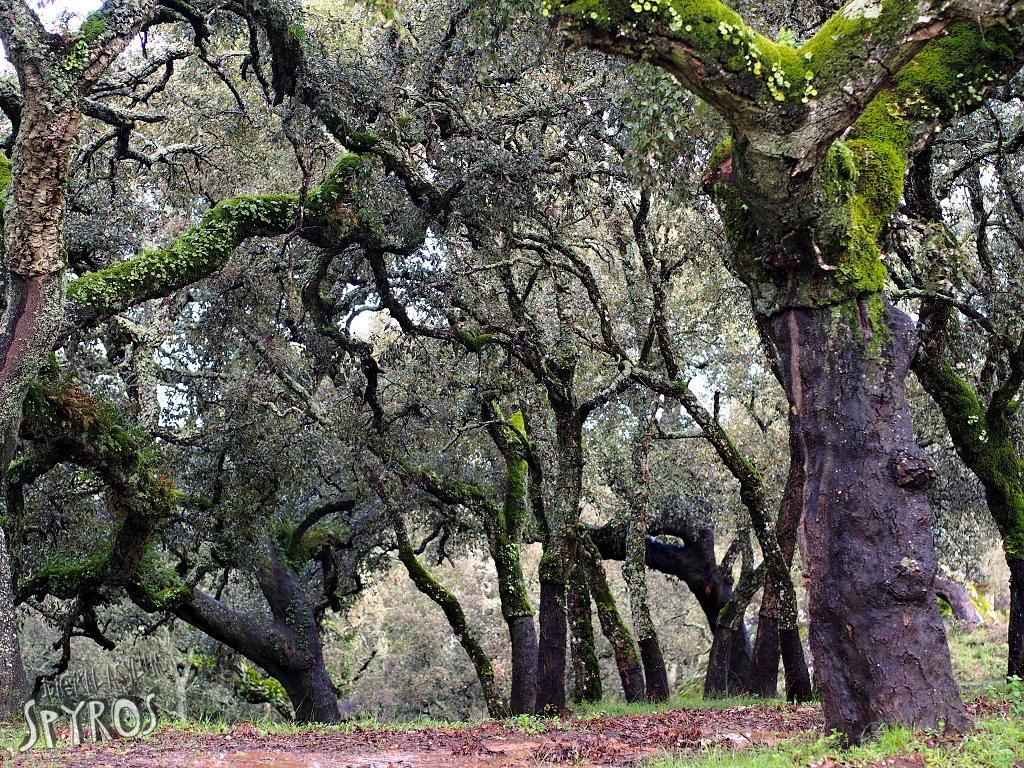 Cork oaks from Los Alcornocales